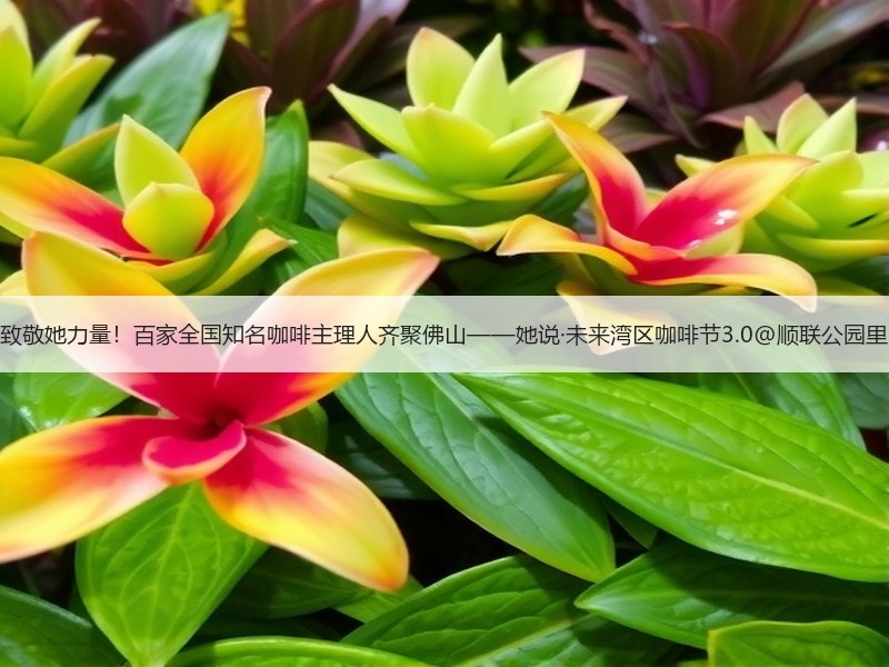 致敬她力量！百家全国知名咖啡主理人齐聚佛山——她说·未来湾区咖啡节3.0@顺联公园里