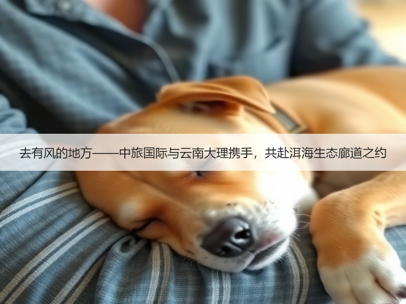 去有风的地方——中旅国际与云南大理携手，共赴洱海生态廊道之约